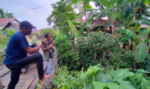 Pohon Bangkal yang mulai tidak dikenali warga