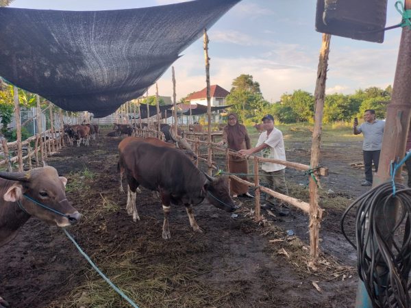 Yayasan Abdul Azis Halaby Bagikan 300 Ekor Sapi Kurban