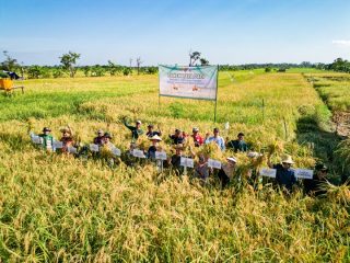 Kelurahan Bangkal Panen Raya Padi, Ini Pesan Wali Kota Melalui Asisten Pemerintahan dan Kesejahteraan Rakyat