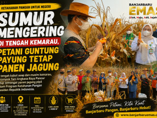 Sumur Mengering di Tengah Kemarau, Petani Guntung Payung Tetap Panen Jagung